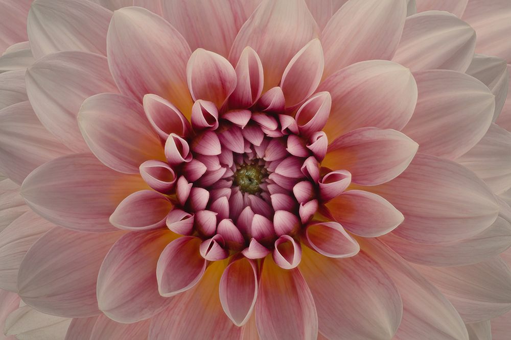 Blush art print by Richard Urbanski for $57.95 CAD
