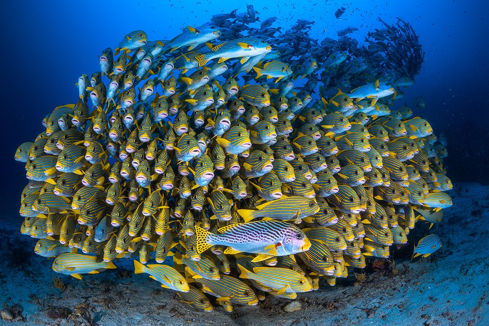 Cape Kris School Of Sweetlips art print by Barathieu Gabriel for $57.95 CAD