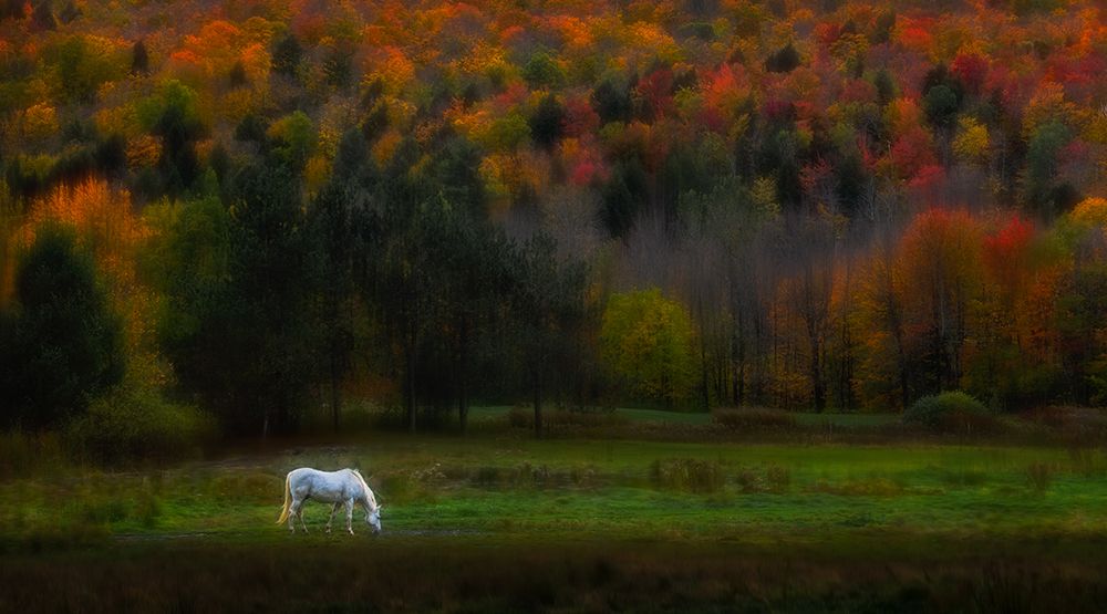 Autumn Glory art print by Ruiqing P. for $57.95 CAD