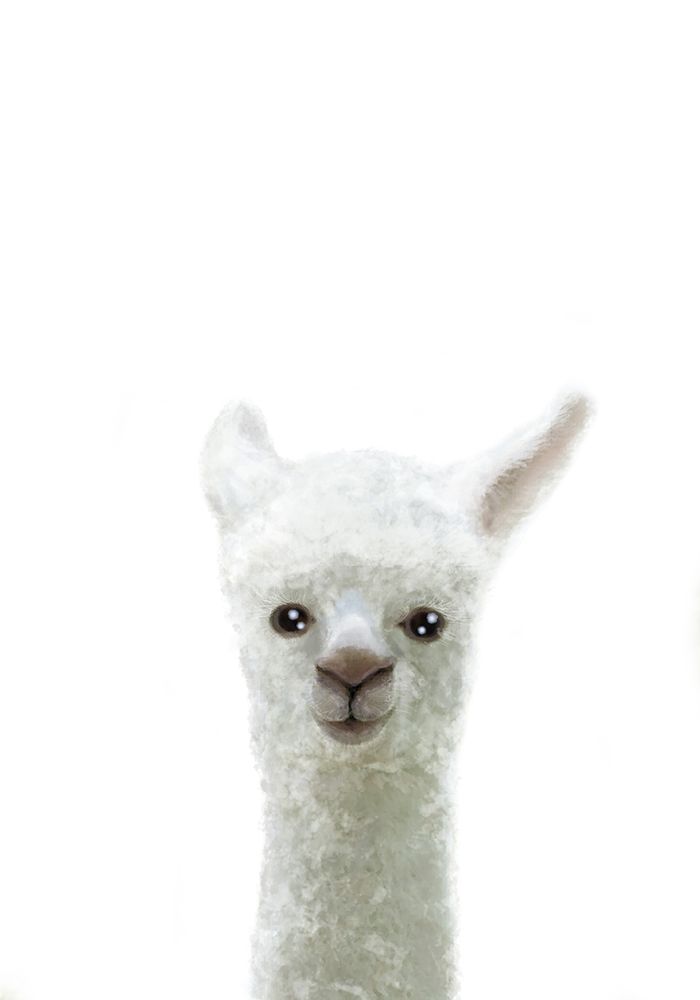 Llama art print by 1x Studio II for $57.95 CAD