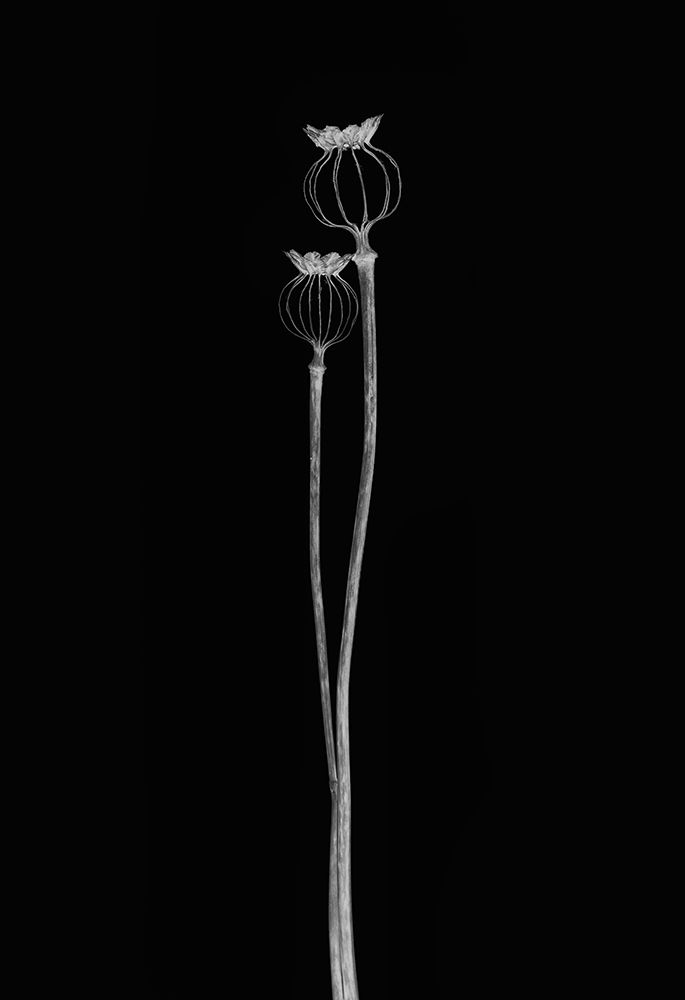 Poppy Pods art print by Lotte Gronkjar for $57.95 CAD