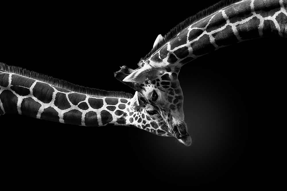 Gentle Giraffe Embrace art print by Jealousy for $57.95 CAD