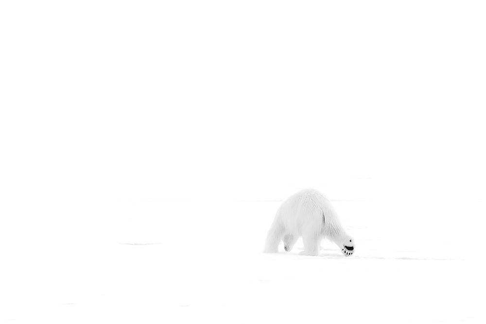 Looking for food art print by Phillip Chang for $57.95 CAD