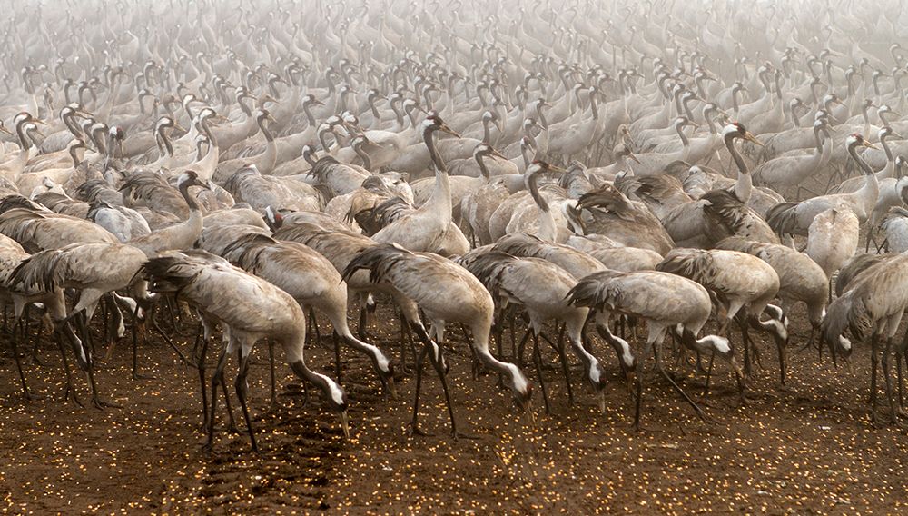 the cranes art print by Gabrielle Halperin for $57.95 CAD