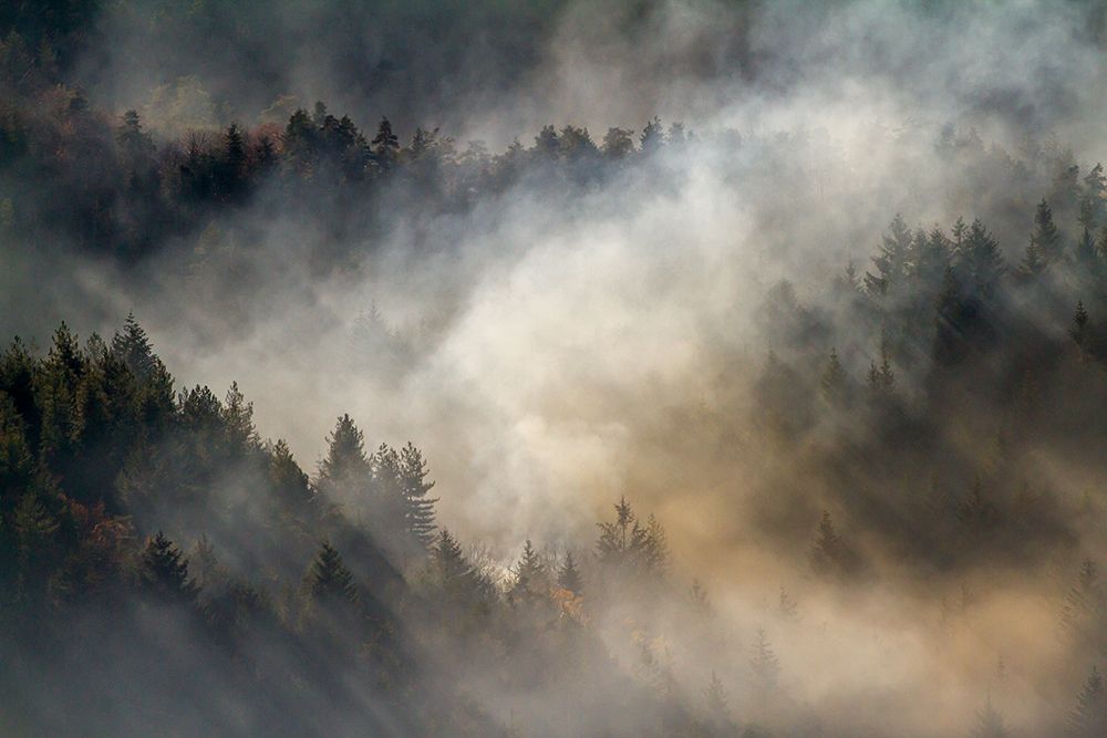 Misty forest ... art print by Barre Thierry for $57.95 CAD