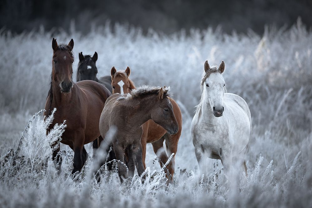 One Frosty Morning.. art print by Vlad Sokolovsky for $57.95 CAD
