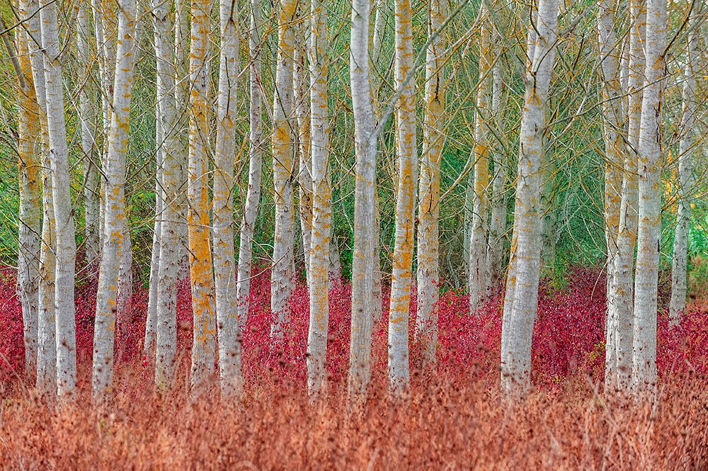 Birch Forest art print by Jure Kravanja for $57.95 CAD