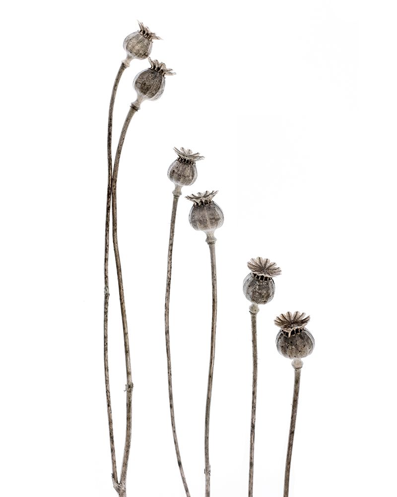 Last Years Flowering Poppies art print by Lotte Gronkjar for $57.95 CAD