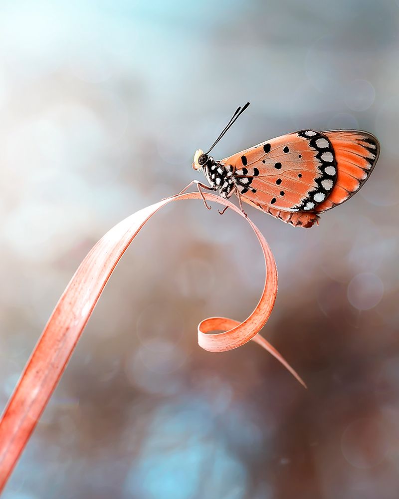The Butterfly art print by Fauzan Maududdin for $57.95 CAD