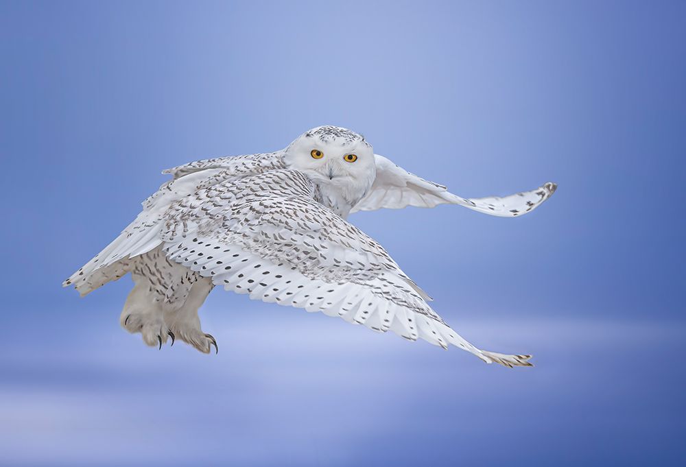 See Me art print by Tao Huang for $57.95 CAD