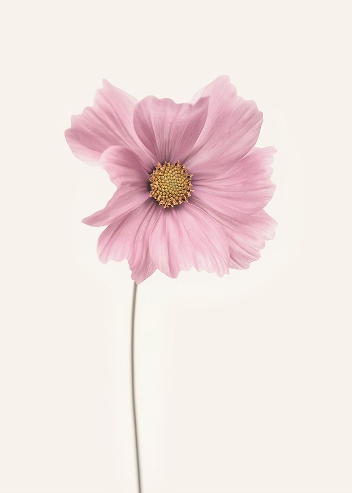 Cosmos Flower art print by Lotte Gronkjar for $57.95 CAD