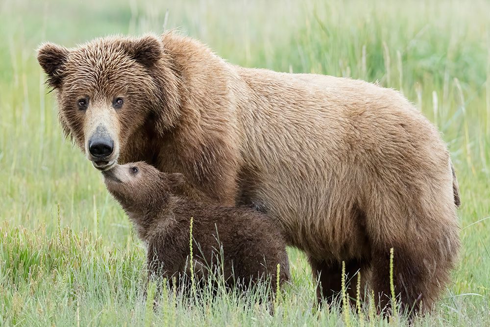 Mother Bear and Cub Moment art print by Linda D. Lester for $57.95 CAD