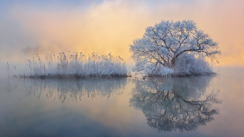 Ice tree art print by Jaeyoun Ryu for $57.95 CAD