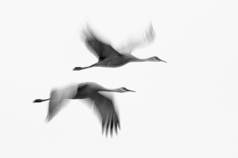 Dream Couple art print by John Fan for $57.95 CAD