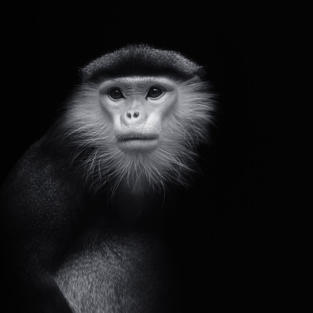 Ape 2 art print by Jorg Vollrath for $57.95 CAD