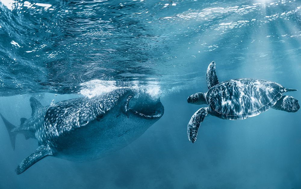 Once At The Ocean art print by Andrey Narchuk for $57.95 CAD