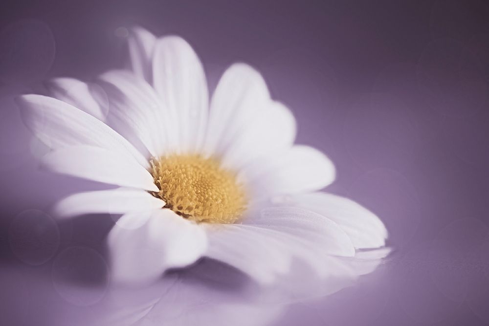 Soft Was The Light art print by Cicek Kiral for $57.95 CAD