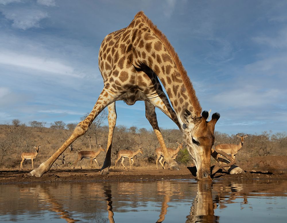 Giraffe Having A Drink art print by Linda D Lester for $57.95 CAD