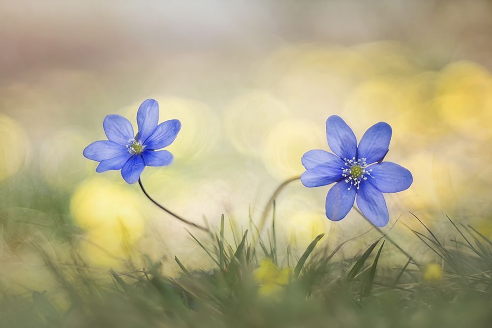 Hepatica art print by Roberto Marini for $57.95 CAD
