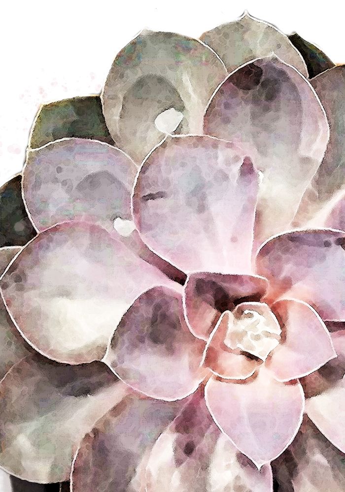 Succulent Close-up art print by 1x Studio II for $57.95 CAD