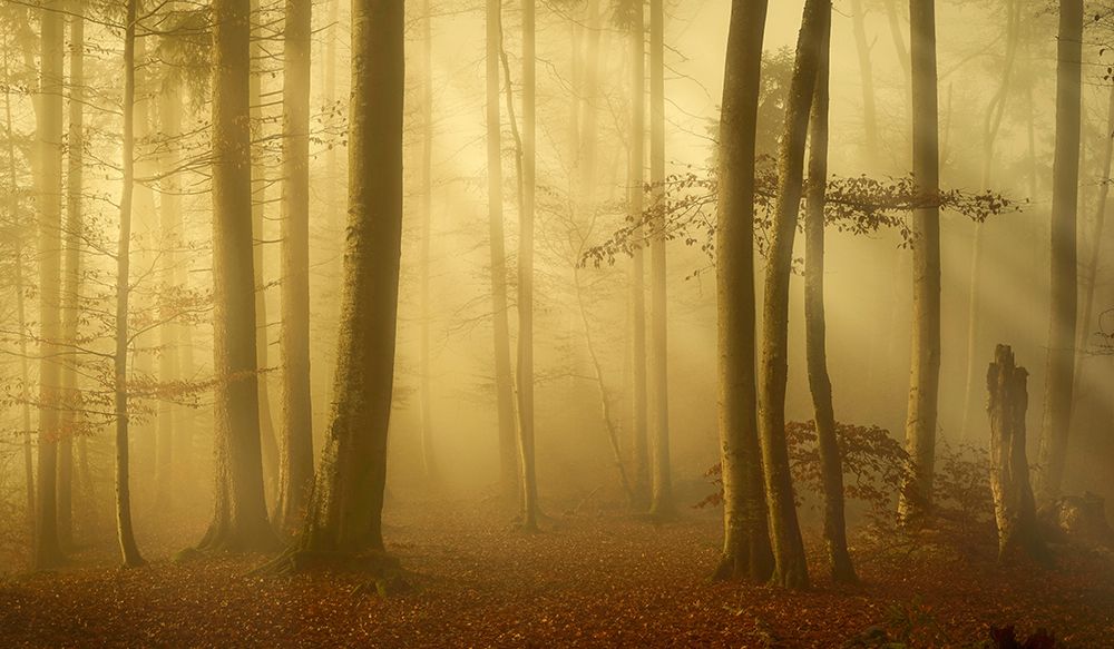 Sunlit Autumn Morning art print by Norbert Maier for $57.95 CAD