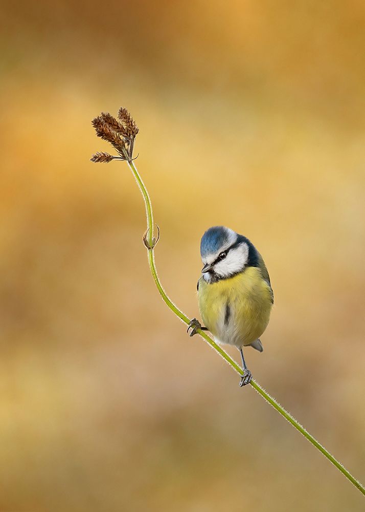 Blue Tit Winter Light art print by Kieran O Mahony for $57.95 CAD