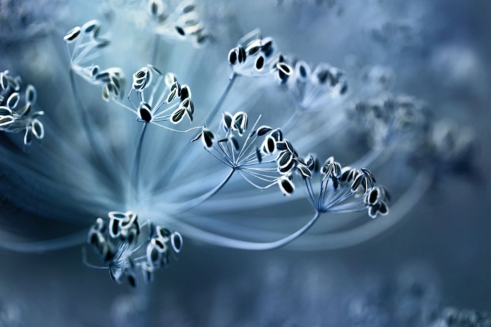 Dill art print by Mandy Disher for $57.95 CAD