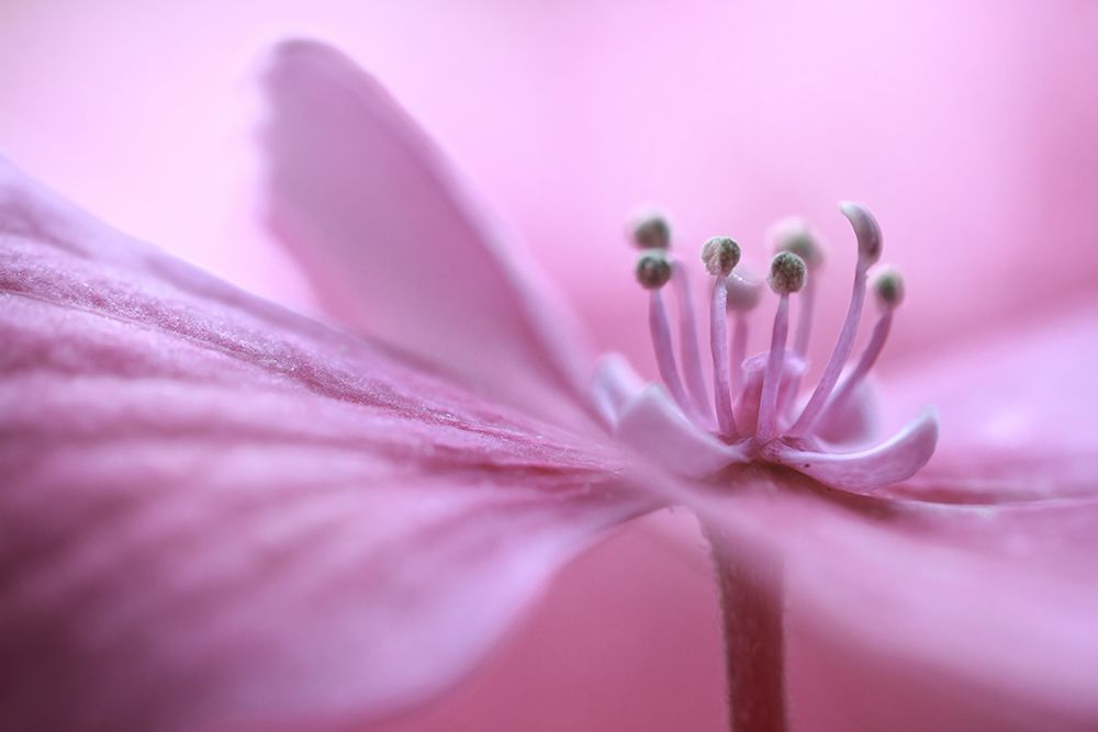 Hydrangea art print by Mandy Disher for $57.95 CAD