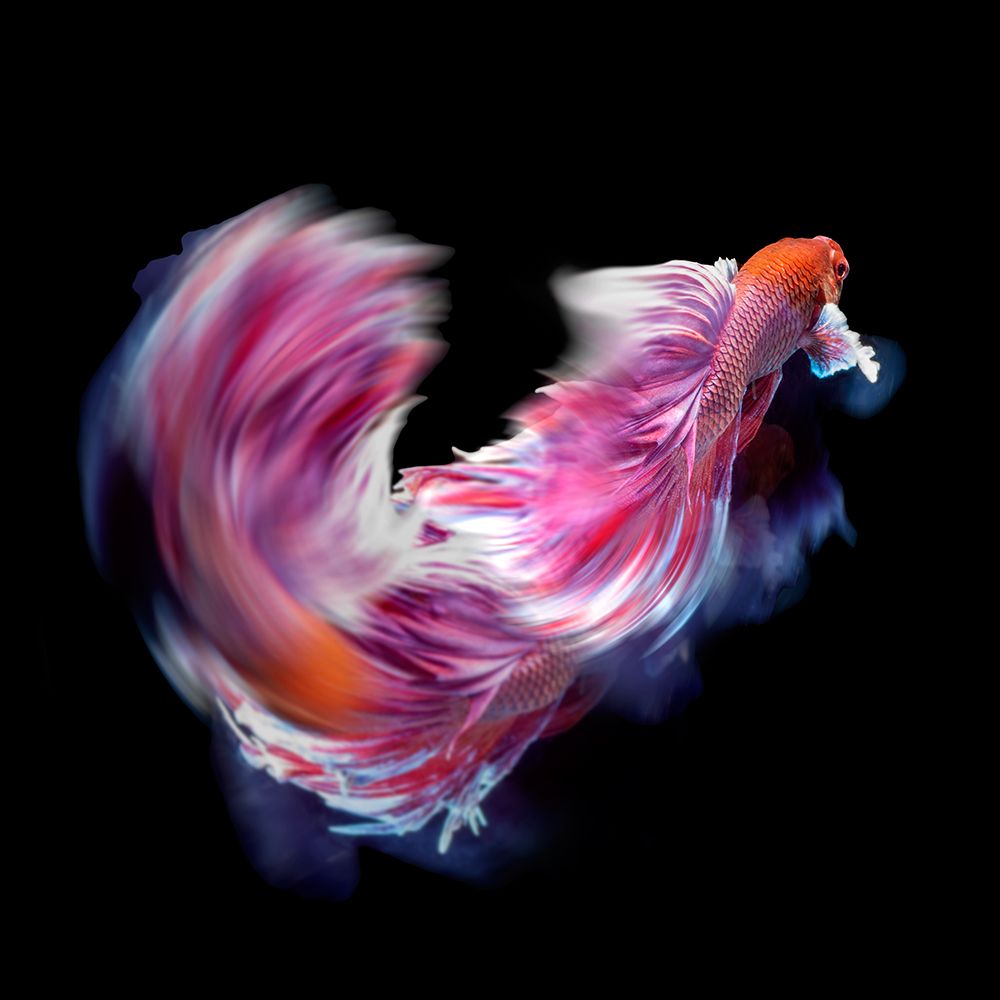 Bettafish Dance Motion art print by Antonyus Bunjamin for $57.95 CAD