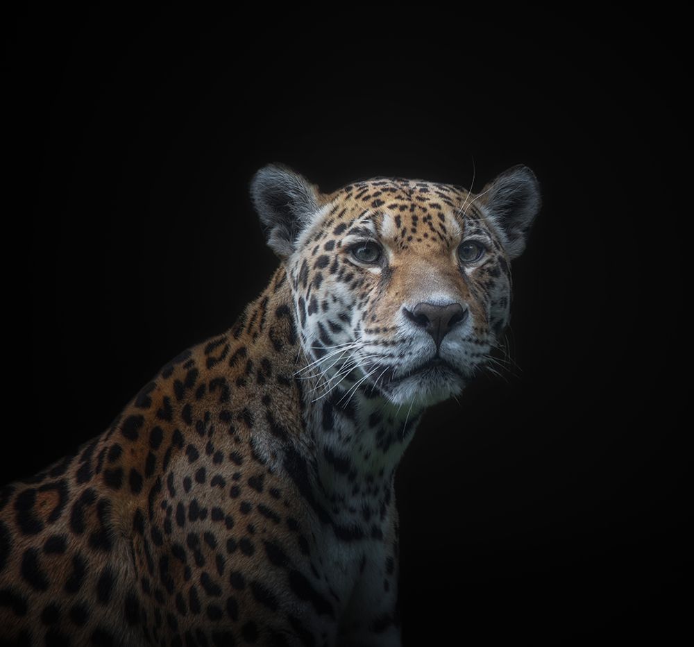 jaguar art print by KaMerA for $57.95 CAD