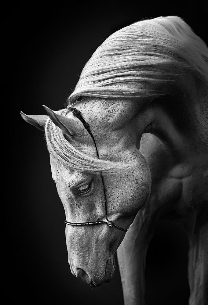 White Stallion art print by Ulrike Leinemann for $57.95 CAD