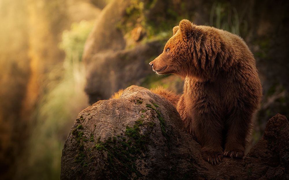Brown bear during sunset. art print by Sergio Saavedra Ruiz for $57.95 CAD