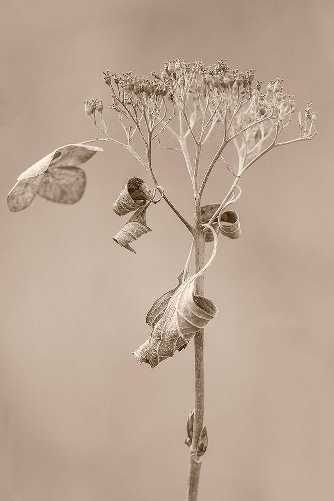 Withered Hydrangea_002 art print by Takashi Suzuki for $57.95 CAD