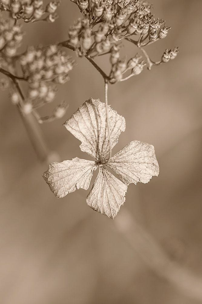 Withered Hydrangea_003 art print by Takashi Suzuki for $57.95 CAD