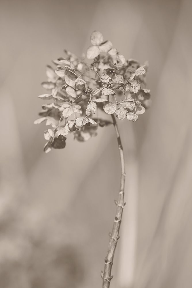 Withered Hydrangea_004 art print by Takashi Suzuki for $57.95 CAD