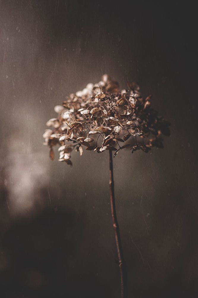 Withered Hydrangea_005 art print by Takashi Suzuki for $57.95 CAD