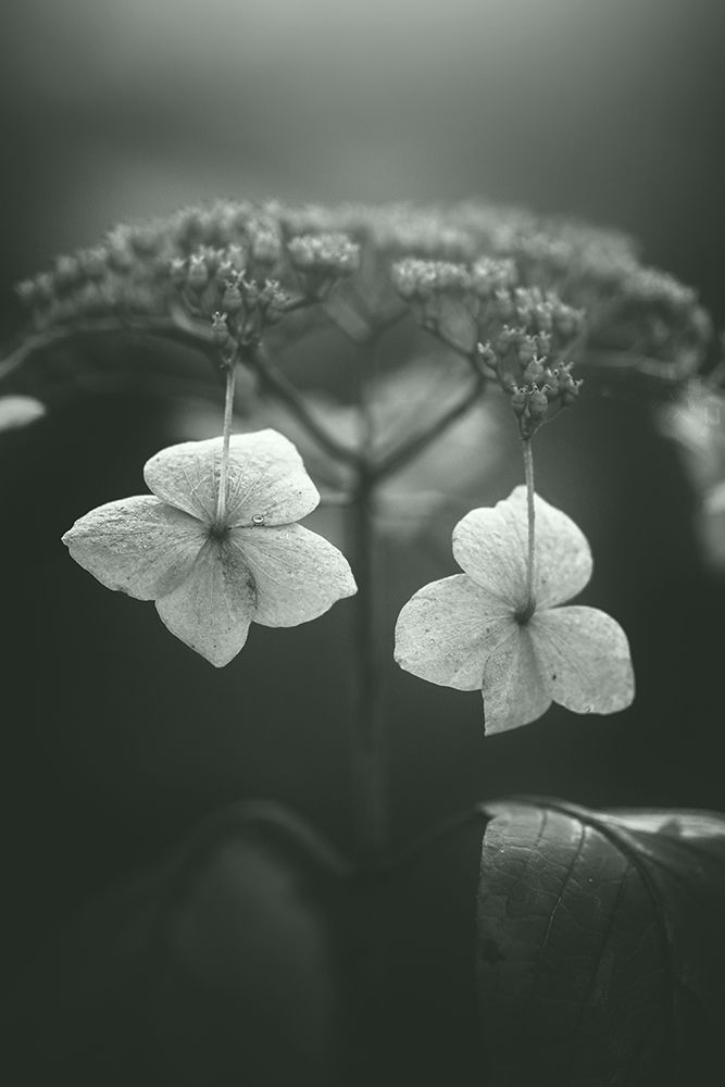 Withered Hydrangea_006 art print by Takashi Suzuki for $57.95 CAD