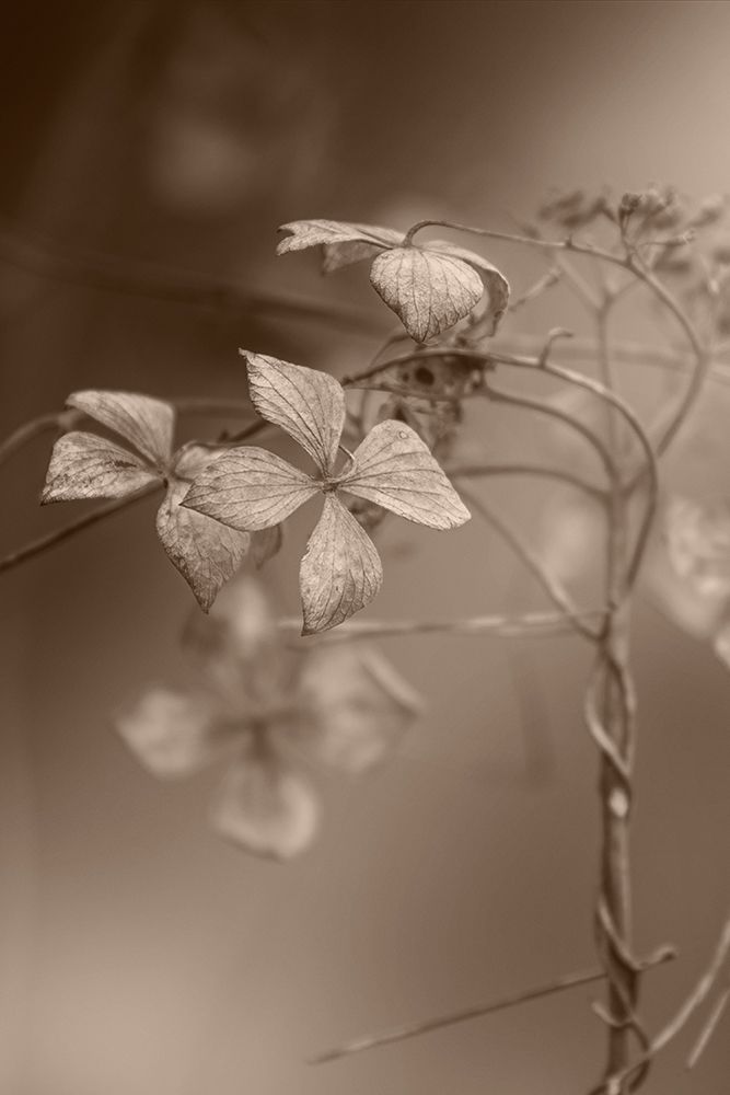 Withered Hydrangea_007 art print by Takashi Suzuki for $57.95 CAD