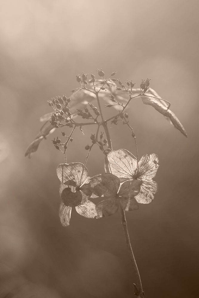 Withered Hydrangea_008 art print by Takashi Suzuki for $57.95 CAD