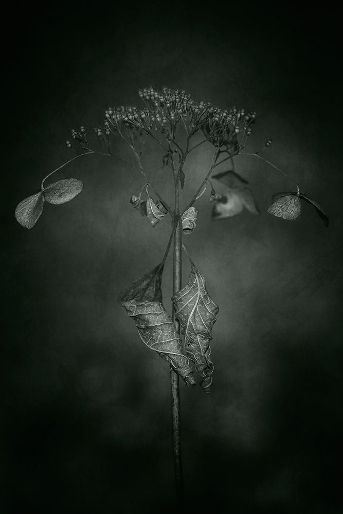 Withered Hydrangea_009 art print by Takashi Suzuki for $57.95 CAD