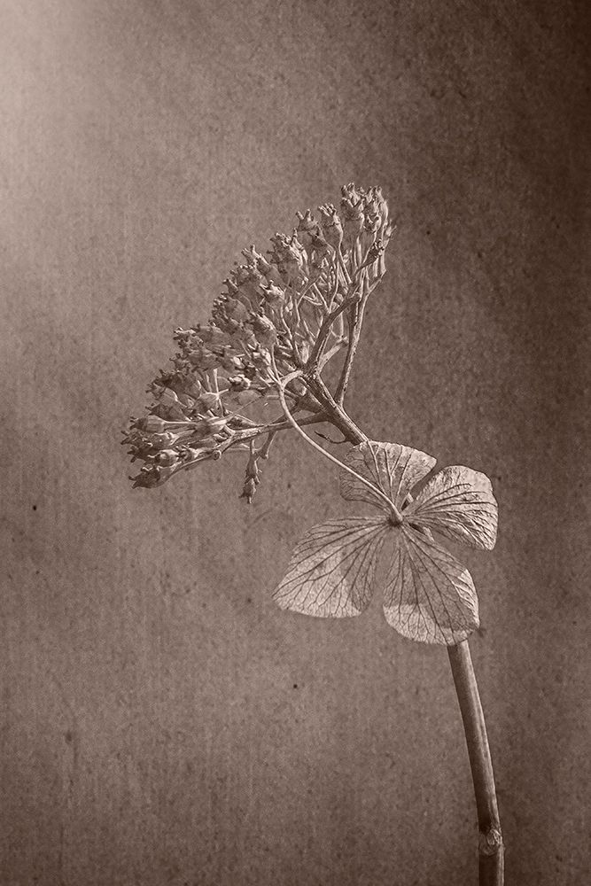 Withered Hydrangea_010 art print by Takashi Suzuki for $57.95 CAD