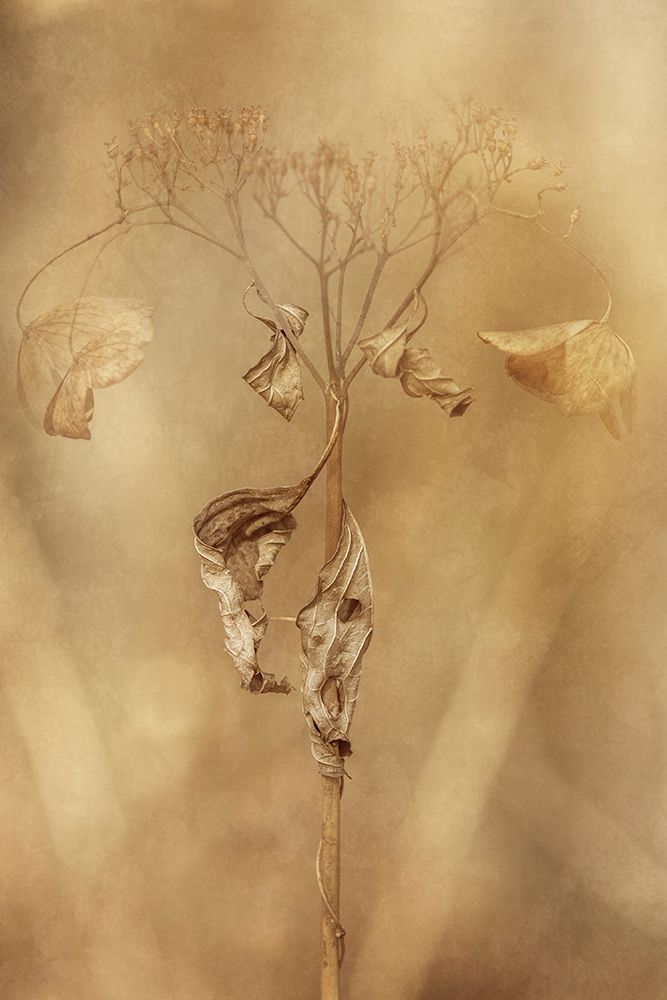 Withered Hydrangea_011 art print by Takashi Suzuki for $57.95 CAD
