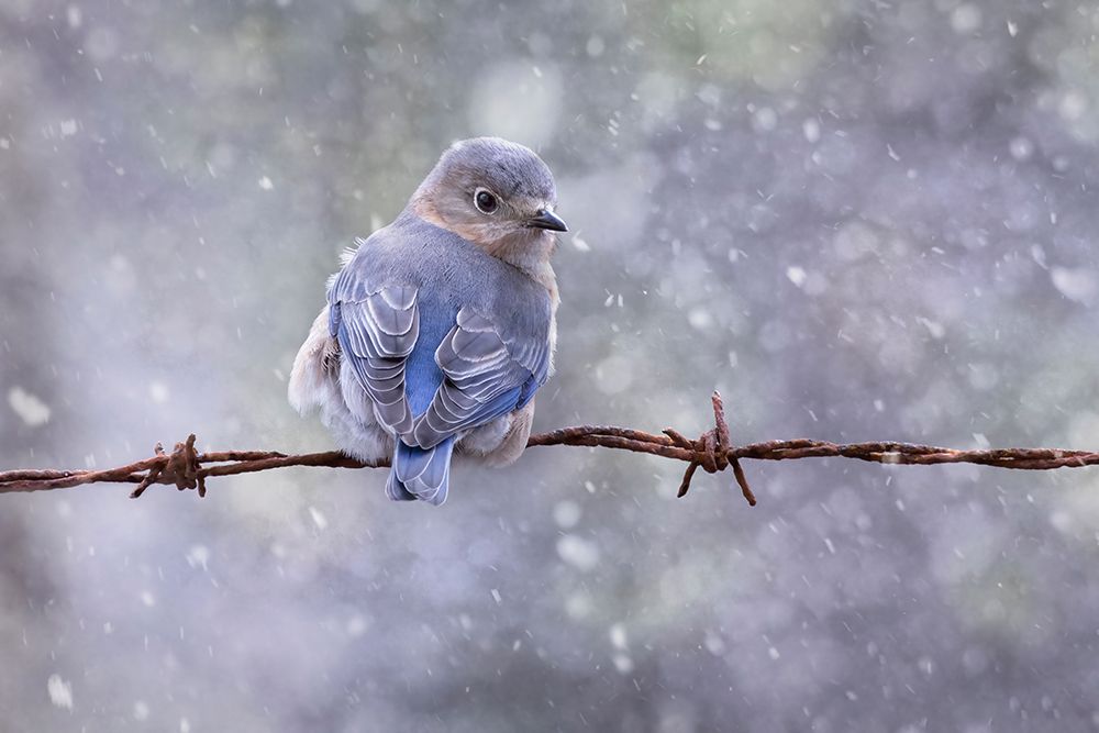 Eastern Bluebird art print by Linda D Lester for $57.95 CAD