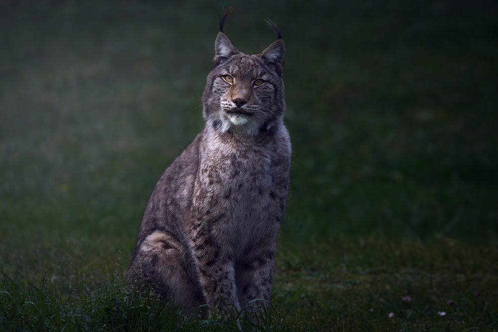 Fine art Lynx. art print by Sergio Saavedra Ruiz for $57.95 CAD