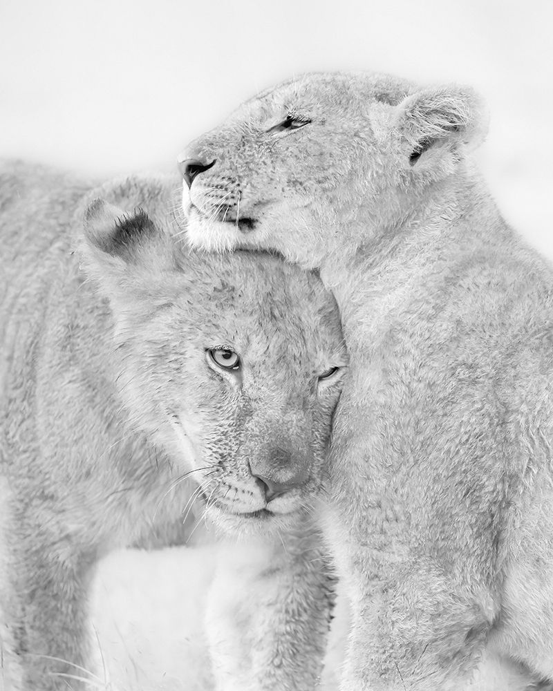I Love You art print by Jun Zuo for $57.95 CAD