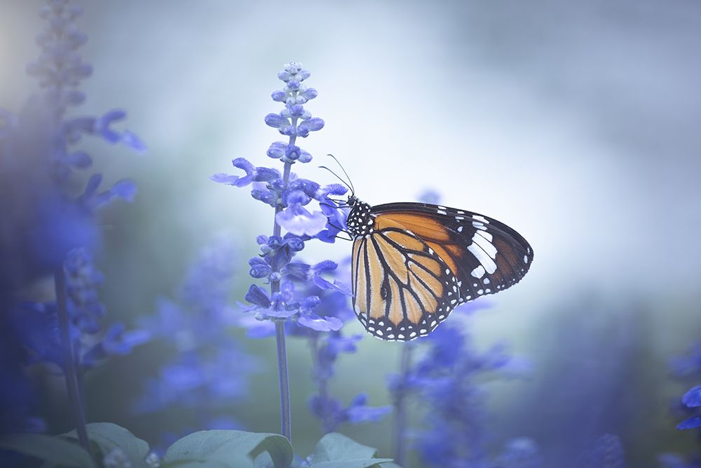 Butterfly art print by Wang Li for $57.95 CAD