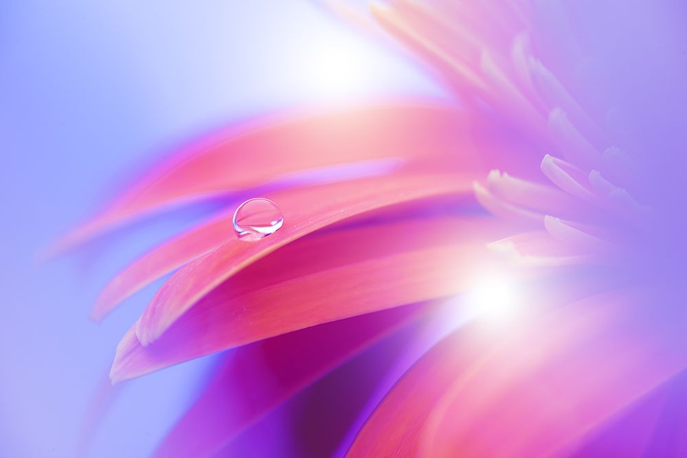 Flowers bloom art print by Wang Li for $57.95 CAD