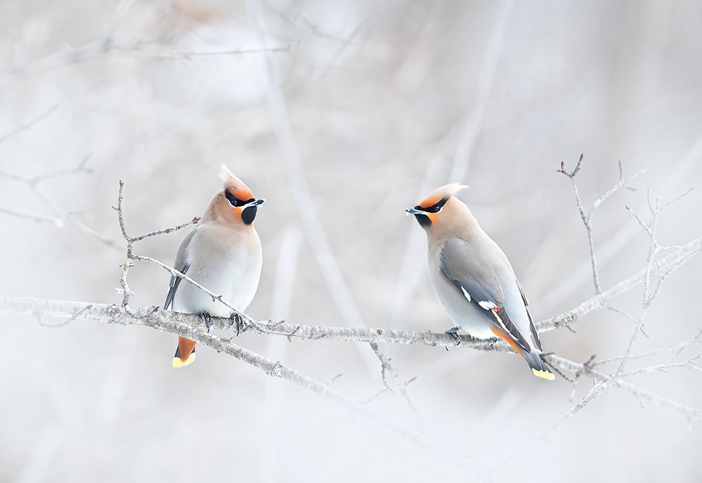 Bohemian Waxwings art print by Jim Cumming for $57.95 CAD