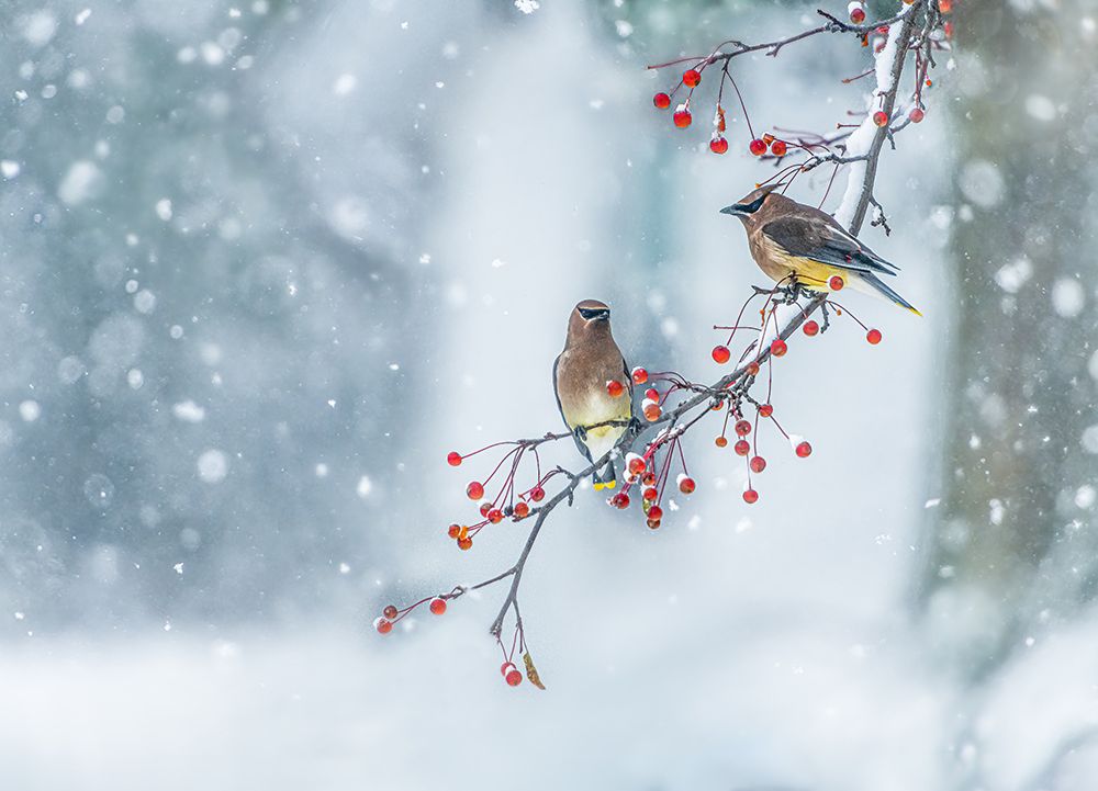 Colors Of Winter art print by Hong Chen for $57.95 CAD