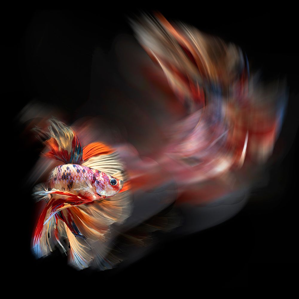 Bettafish Path art print by Antonyus Bunjamin (Abe) for $57.95 CAD